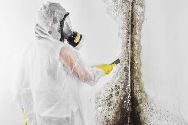 Best Toxic Mold Removal  in Piermont, NY