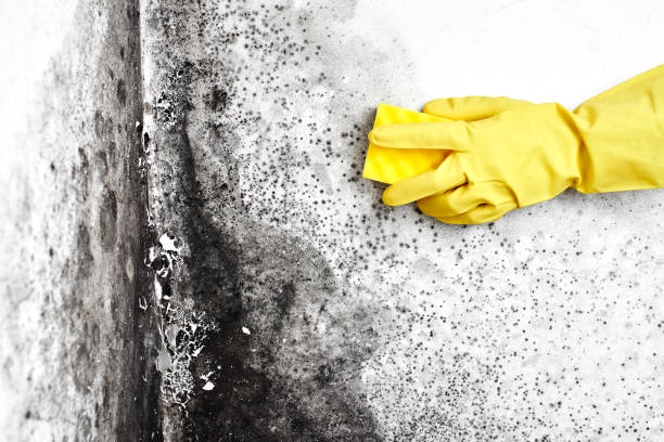 Attic Mold Removal in Piermont, NY