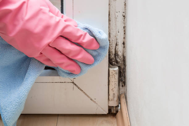 Best Certified Mold Removal  in Piermont, NY