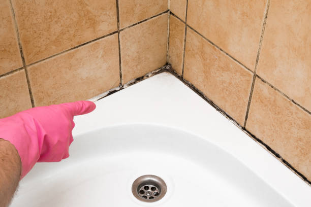 Best Residential Mold Removal  in Piermont, NY